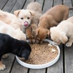Kakšno hrano dati pasjim mladičkom